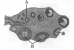 Human Reproduction mcq question image